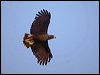 great_black_hawk_202759