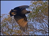 great_black_hawk_202761