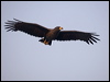 great_black_hawk_202765