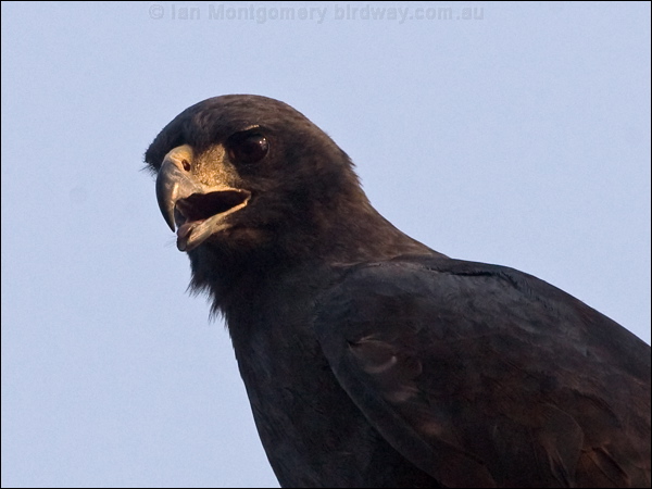Great Black Hawk great_black_hawk_202649.psd