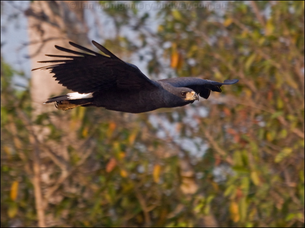 Great Black Hawk great_black_hawk_202722.psd