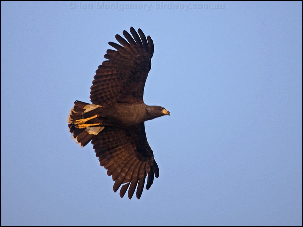 Great Black Hawk great_black_hawk_202759.psd