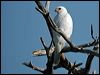 grey_goshawk_10441
