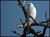 Click here to enter gallery and see photos of Grey Goshawk