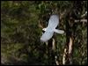 grey_goshawk_141896