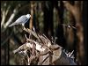 grey_goshawk_141899