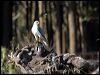 grey_goshawk_141903