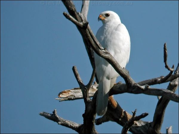Grey Goshawk grey_goshawk_10441.psd