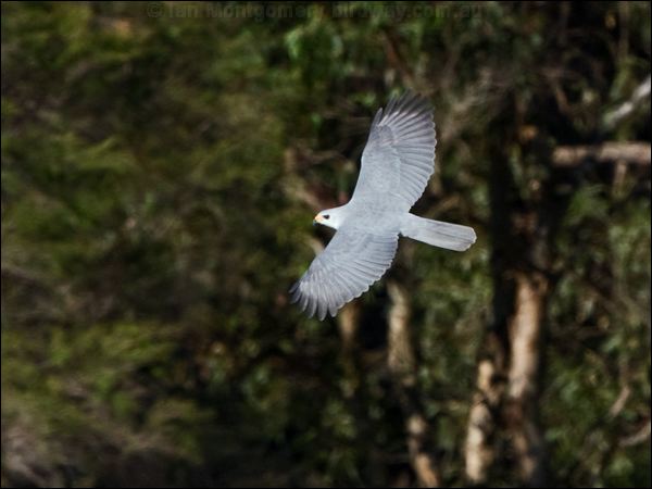 Grey Goshawk grey_goshawk_141896.psd