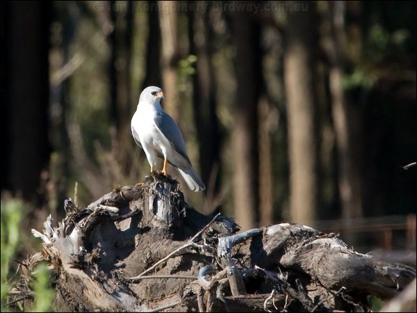 Grey Goshawk grey_goshawk_141903.psd
