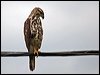 grey_hawk_112455