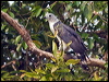 grey_headed_kite_204612