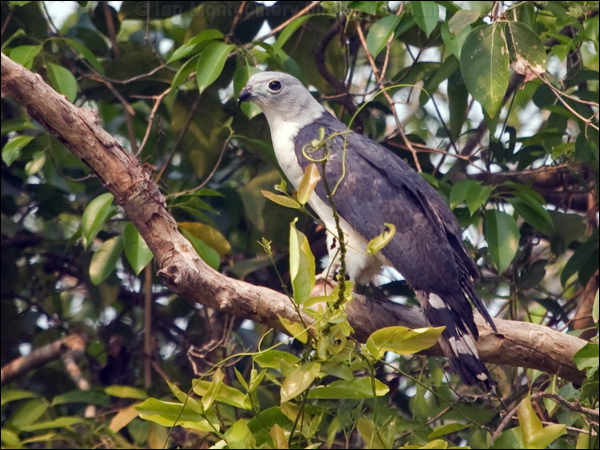 Grey-headed Kite grey_headed_kite_204612.psd