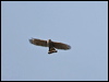 grey_lined_hawk_27703