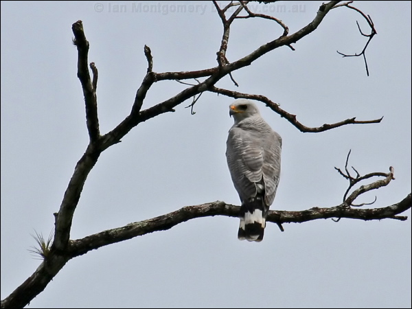 Grey-lined Hawk grey_lined_hawk_22754.psd
