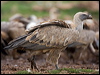 griffon_vulture_160873