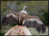 griffon_vulture_160885