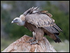 griffon_vulture_160890