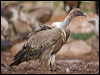 griffon_vulture_160902