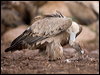 griffon_vulture_160904