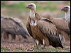griffon_vulture_160985