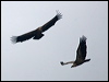 griffon_vulture_161132