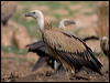 griffon_vulture_161256