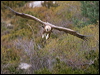 griffon_vulture_161506