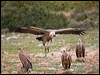 griffon_vulture_161508