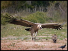 griffon_vulture_161510