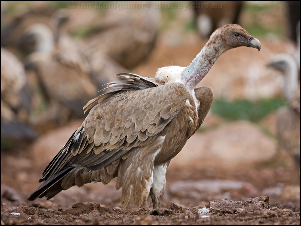 Griffon Vulture griffon_vulture_160902.psd