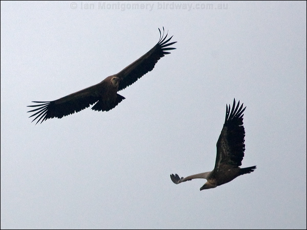 Griffon Vulture griffon_vulture_161132.psd