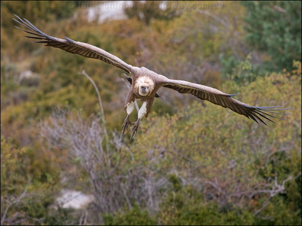 Griffon Vulture griffon_vulture_161506.psd