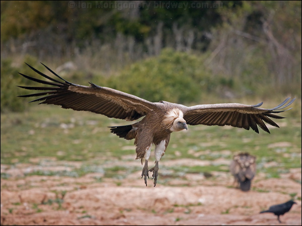 Griffon Vulture griffon_vulture_161510.psd
