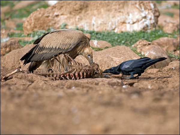Griffon Vulture griffon_vulture_161620.psd