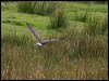 hen_harrier_201087