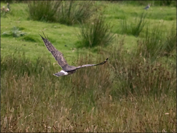 Hen Harrier hen_harrier_201087.psd