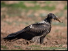 lammergeier_161381