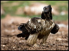 lammergeier_161384
