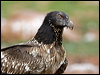 lammergeier_161387