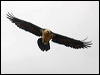 lammergeier_161465