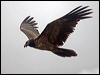 lammergeier_161475