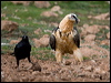 lammergeier_161584