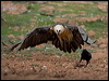 lammergeier_161586