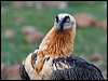 lammergeier_161645