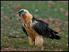 lammergeier_161654