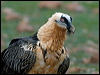 lammergeier_161683