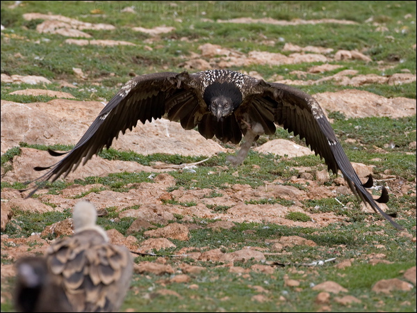 Bearded Vulture (Lammergeier) lammergeier_161316.psd