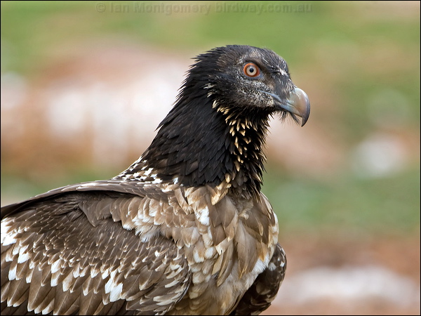 Bearded Vulture (Lammergeier) lammergeier_161387.psd