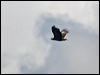 lesser_spot_eagle_169680